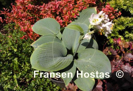 Hosta Aksarben